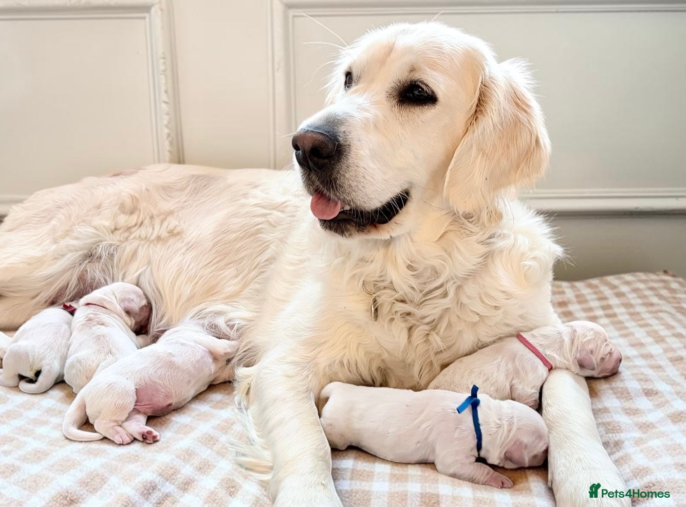 Golden Retriever dogs Old English Cream ~ Champion linage ~ DNA tested  - Advert 1