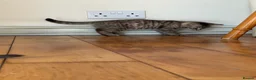 Bengal cats for sale: Beautiful Bengal x kittens  - Advert 30