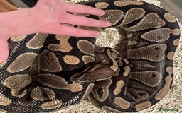 Python Snake reptiles for sale: Female royal ball python with full set up  - Image 5