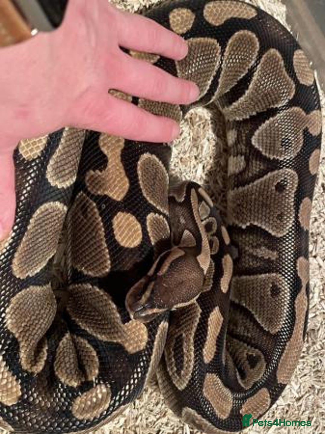 Python Snake reptiles for sale: Female royal ball python with full set up  - Image 5