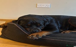 Rottweiler dogs for stud: Champion Rottweiler for Stud - Image 6