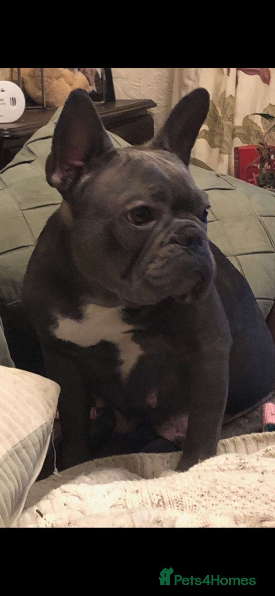 French Bulldog dogs QUALITY KC FRENCH BULLDOG PUPPIES  - Advert 1