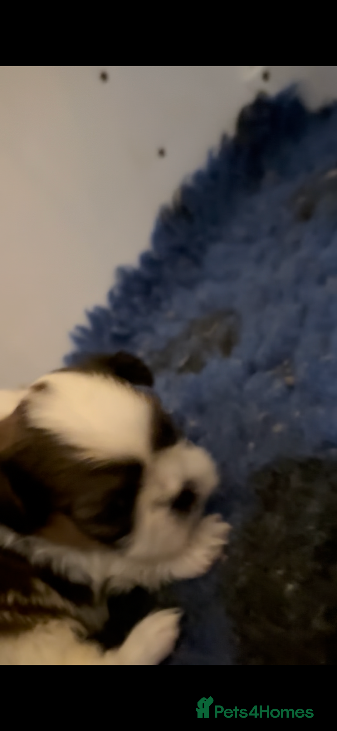 Shih Tzu dogs for sale: Shihtzu puppy  - Advert 2