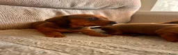 Miniature Dachshund dogs for sale: Miniature dachshund puppies  in Treharris - Advert 18