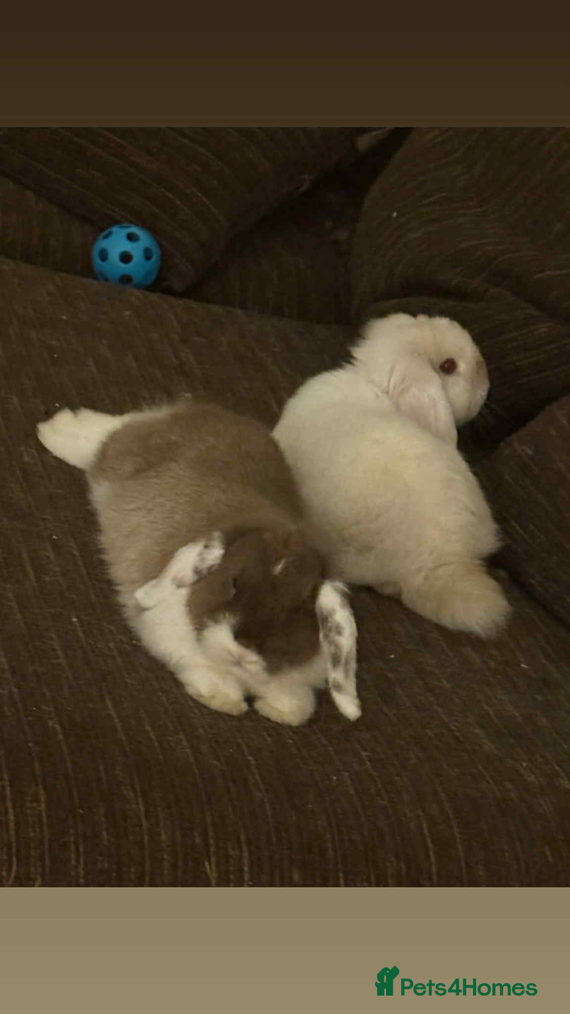 Mixed Breed rabbits Two rabbits - Advert 1