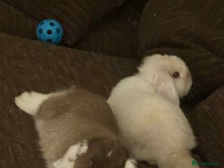 Mixed Breed rabbits Two rabbits - Advert 1