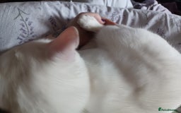 Turkish Angora cats for sale: Beautiful 14 month Pure White Boy - Image 4