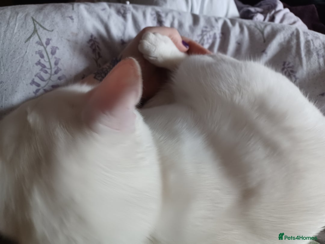 Turkish Angora cats for sale: Beautiful 14 month Pure White Boy - Image 4