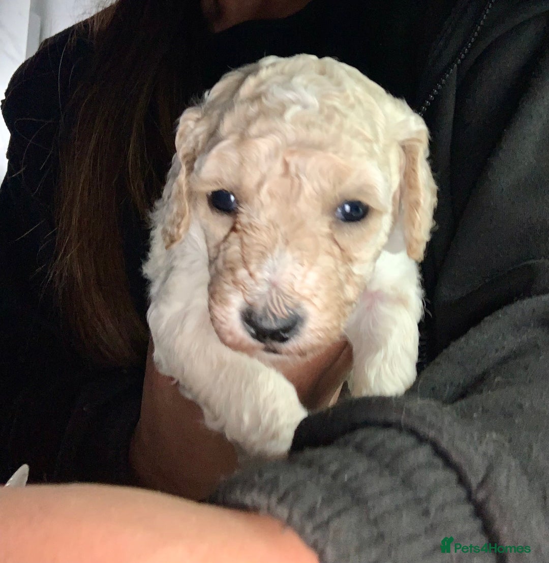 Labradoodle dogs for sale: Miniature Labradoodle  - Advert 5