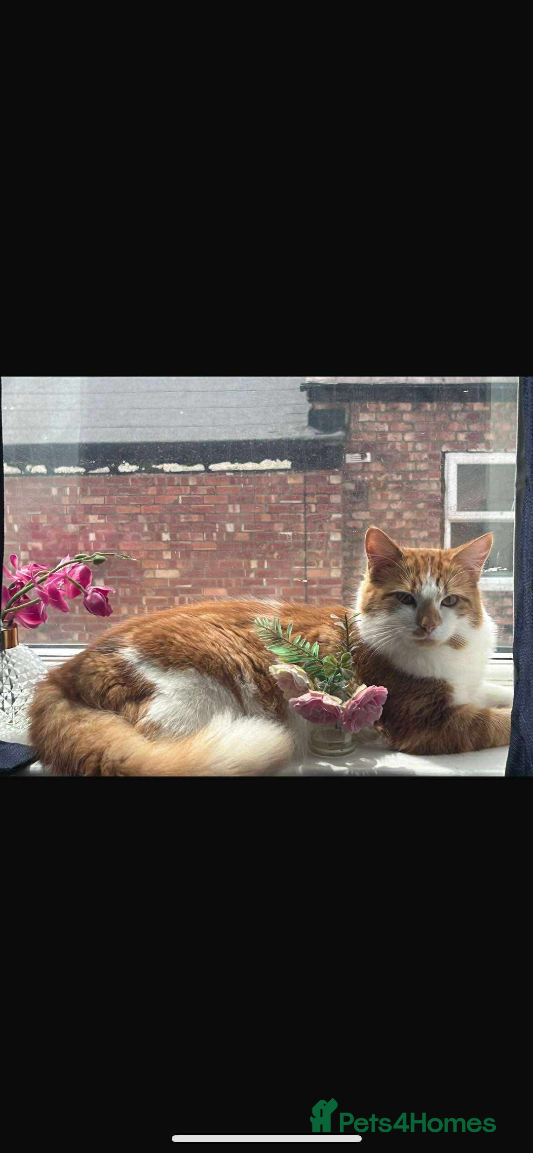 British Longhair cats for sale: Beautiful Ginger Longhair Domestic  - Advert 1