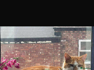 British Longhair cats Beautiful Ginger Longhair Domestic - Advert 6