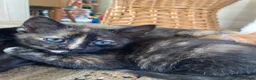 Maine Coon cats for sale: Kittens Maine coon  - Advert 20