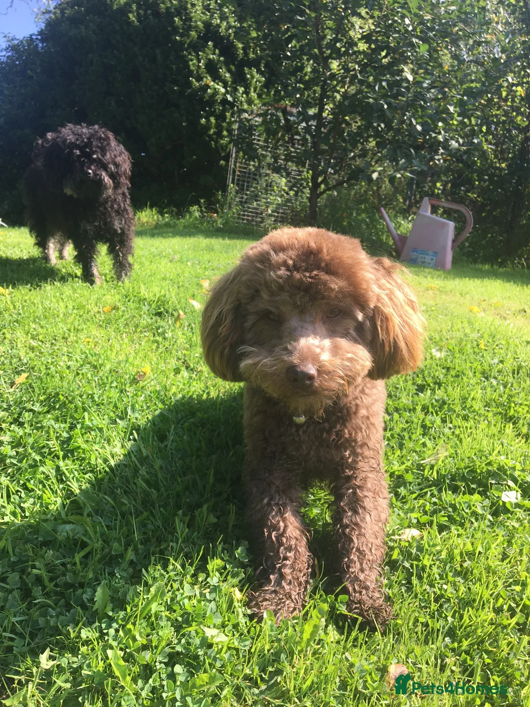Yorkiepoo dogs for sale: Yorkiepoo puppy (male) - Advert 1