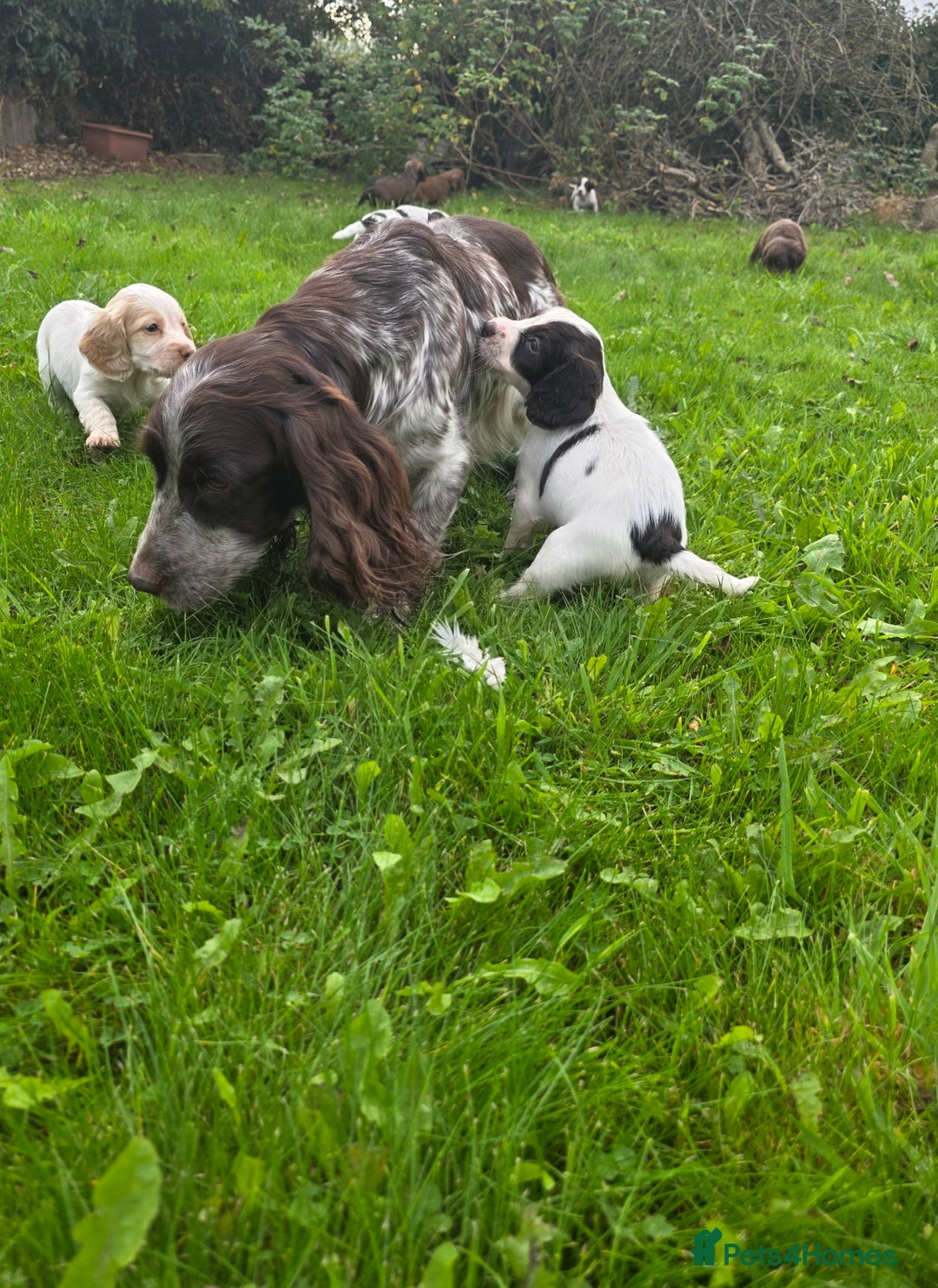 Cocker Spaniel dogs for sale: WORKING COCKER SPANIELS ..DNA CLEAR - Image 37