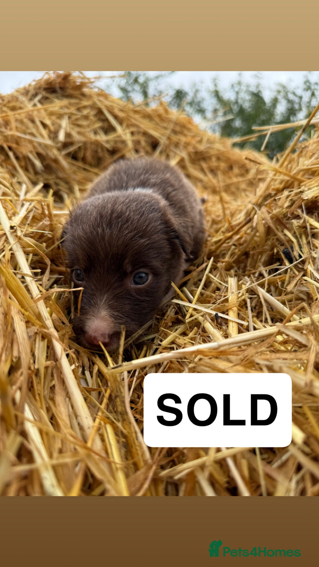 Border Collie dogs for sale: Working chocolate border collies  - Image 5