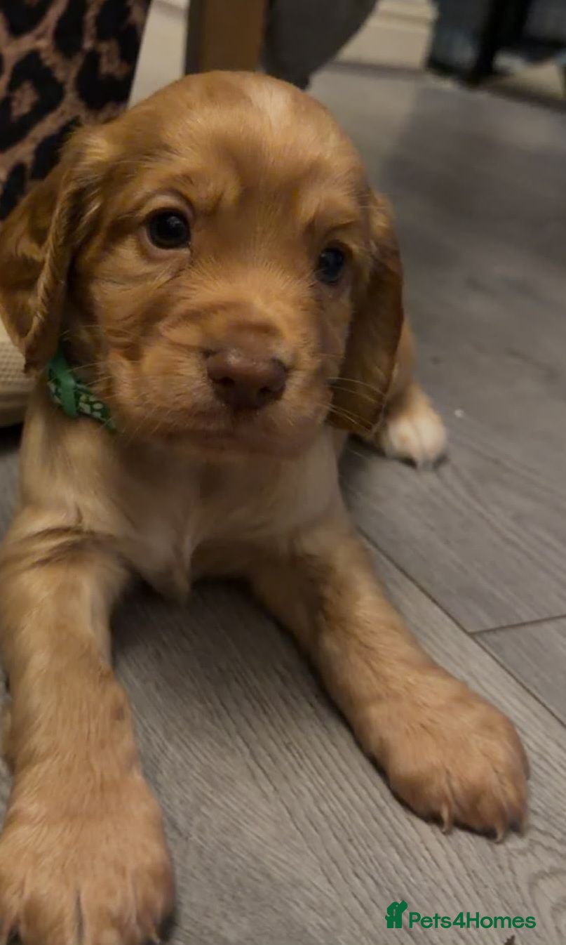 Cocker Spaniel dogs 2 kc registered working cocker spaniels - Advert 5