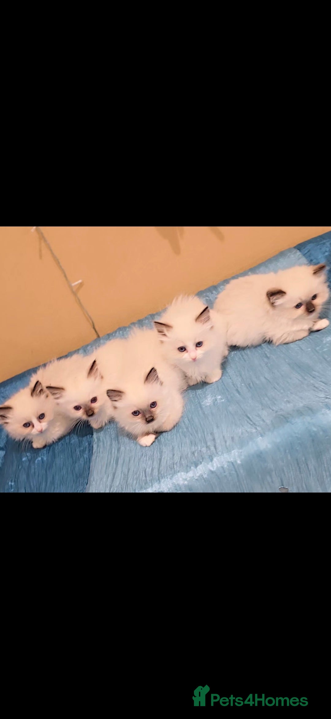 Ragdoll cats for sale: TICA REGISTERED KITTENS/Active - Advert 9