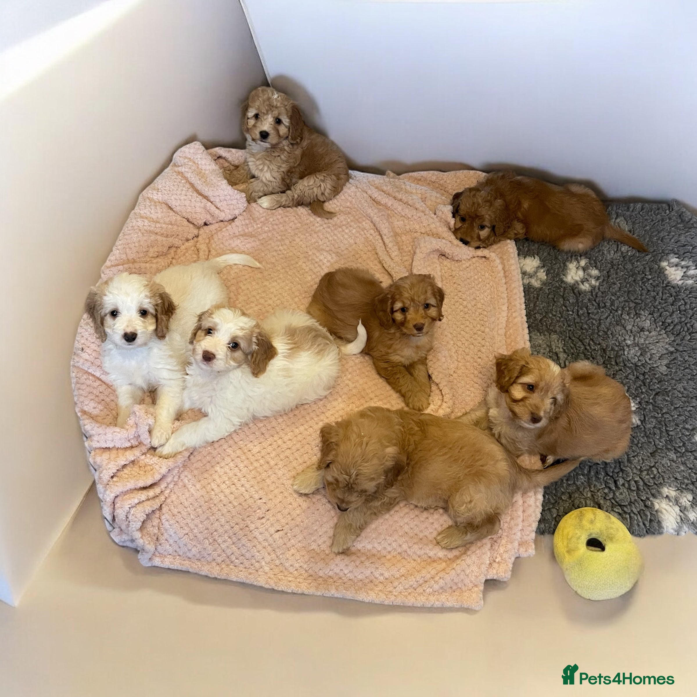 Cockapoo dogs Gorgeous Cockapoos, DNA/GENETICALLY CLEAR - Advert 6