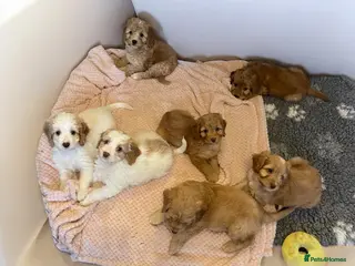 Cockapoo dogs Gorgeous Cockapoos, DNA/GENETICALLY CLEAR - Advert 16