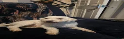 Mixed Breed dogs for sale: Teddy is 3 years old in Witham - Advert 5