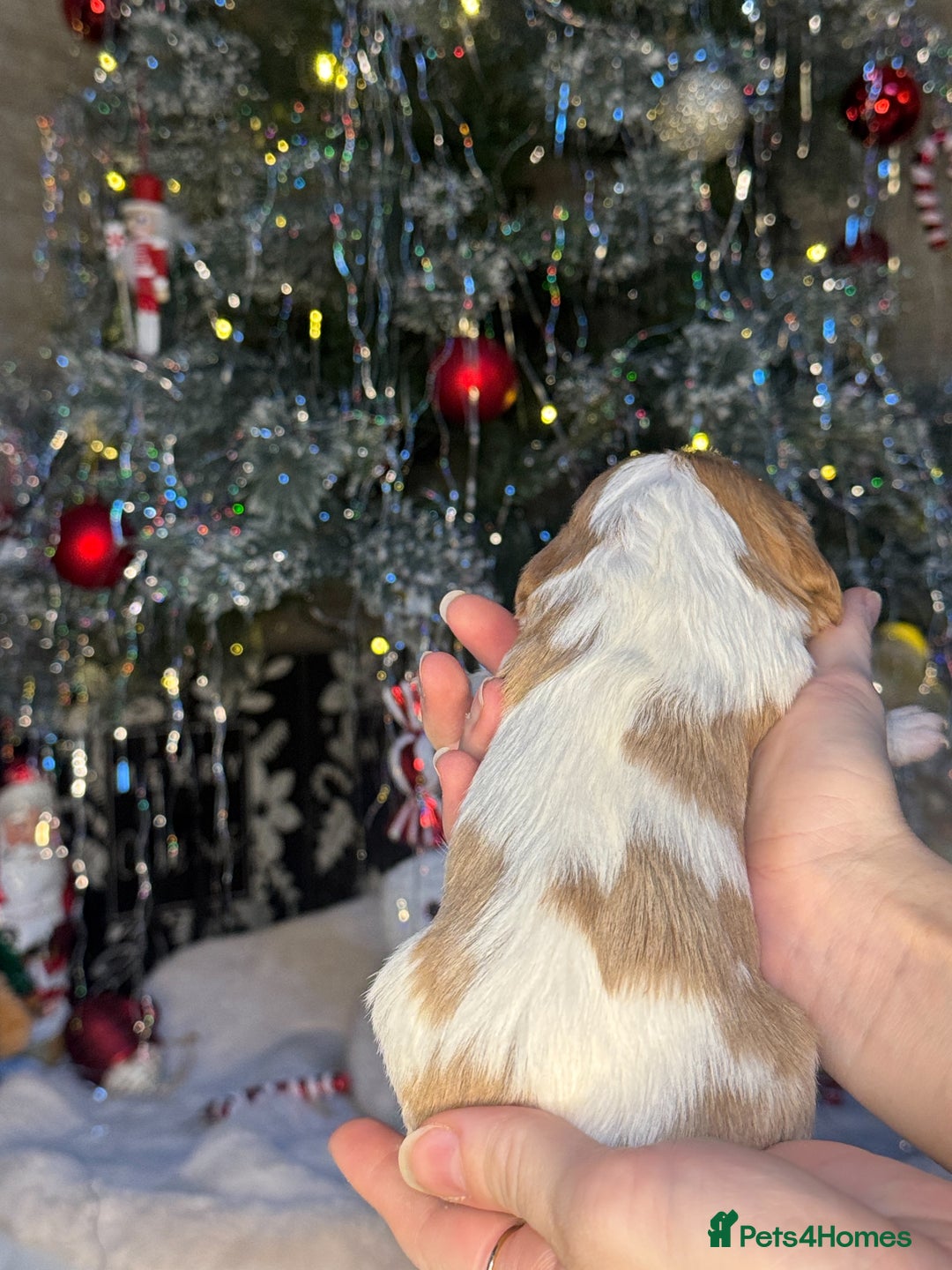 Cavalier King Charles Spaniel dogs for sale: Beautiful pups DNA HEALTH TESTED parents  - Advert 16