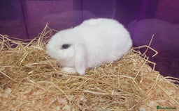 Mini Lop rabbits for sale: Baby Mini Lops - Image 2