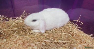 Mini Lop rabbits - Advert 4
