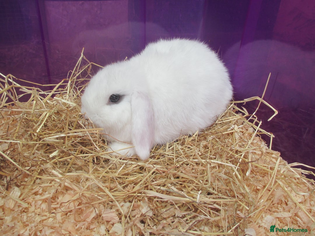 Mini Lop rabbits for sale: Baby Mini Lops - Image 2