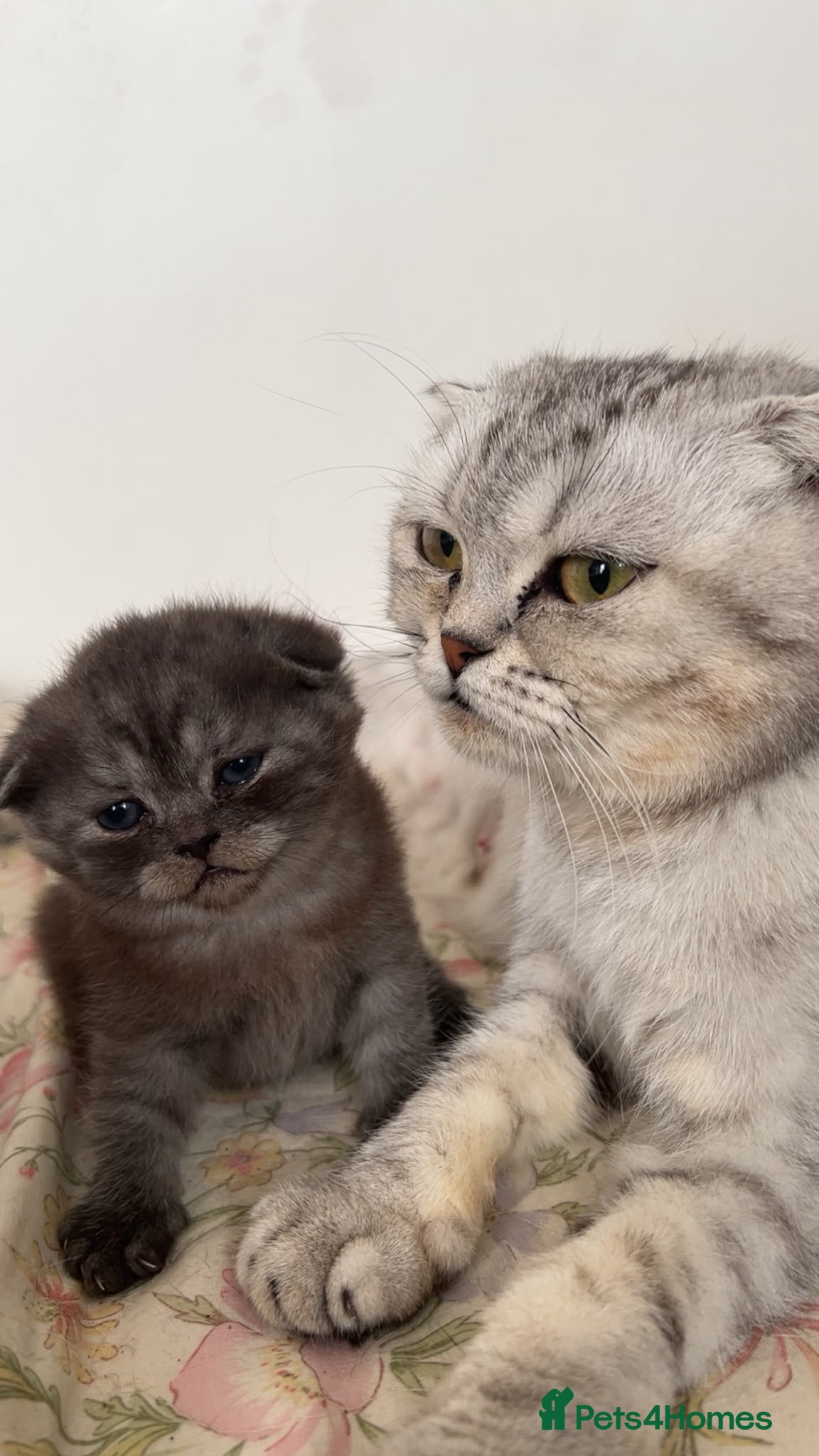 Scottish Fold cats Scottish fold kitten - Advert 1