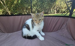 Mixed Breed cats for sale: Adorable Mixed Breed Kittens 🐾 - Image 4
