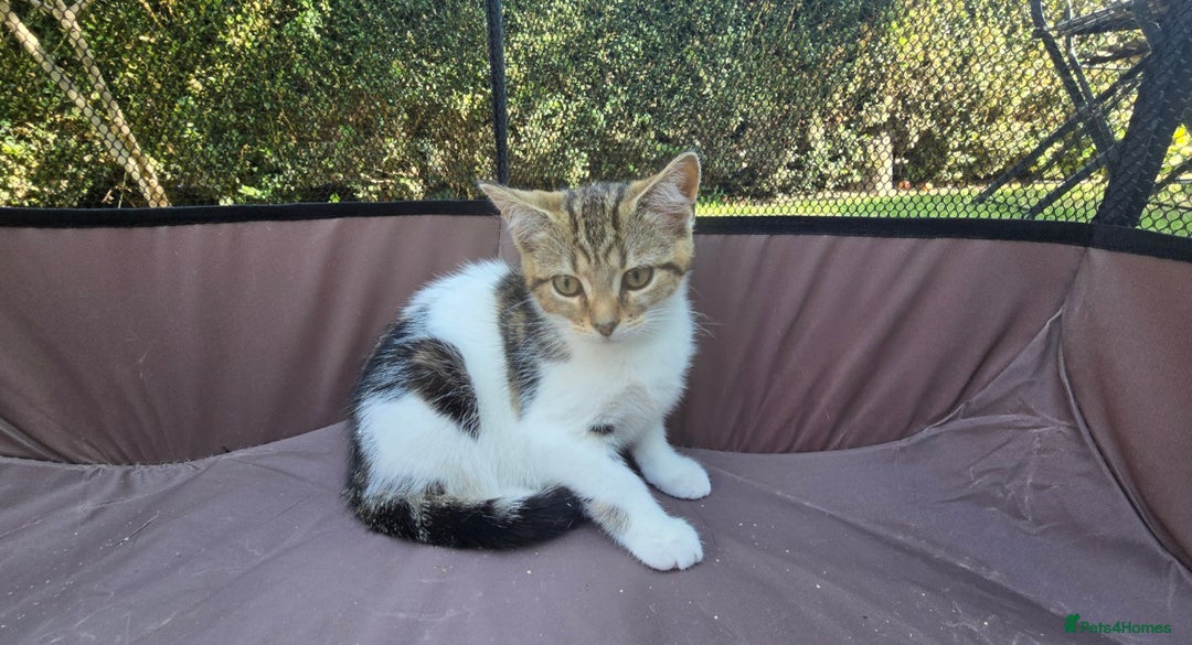 Mixed Breed cats for sale: Adorable Mixed Breed Kittens 🐾 - Image 4