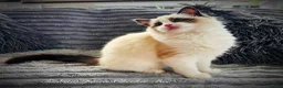 Ragdoll cats for sale: Ragdoll kittens  - Advert 14