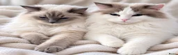 Ragdoll cats for sale: Pure ragdoll kittens  - Advert 4