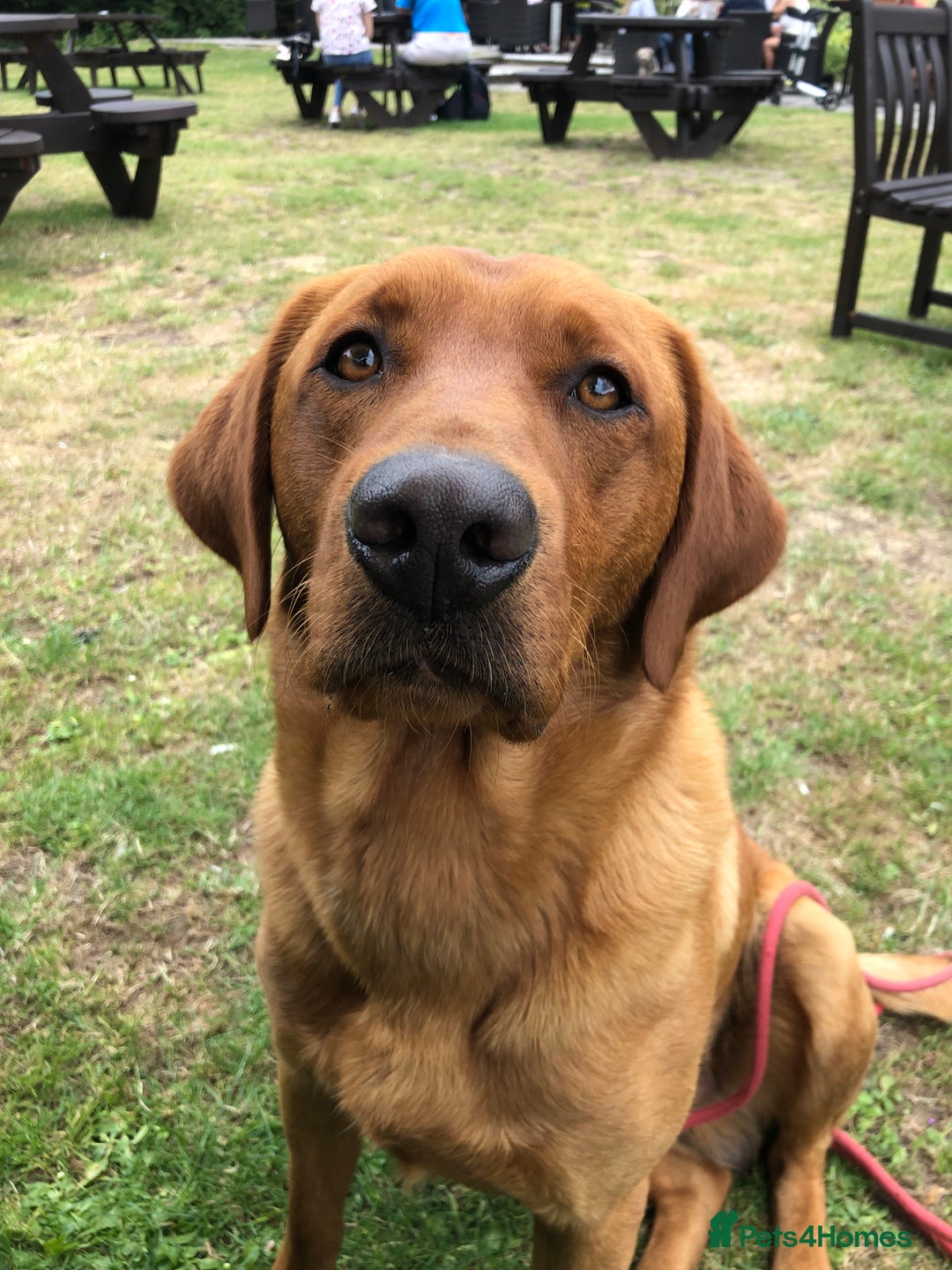 Labrador Retriever dogs for stud: Fox Red Stud Dog, Kennel Club Registered in Chelmsford - Image 7