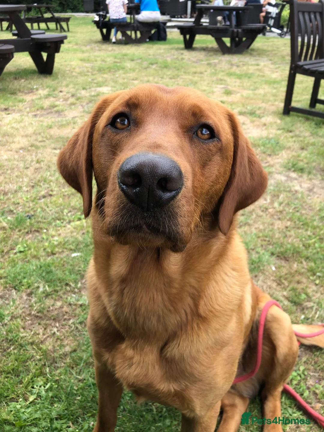 Labrador Retriever dogs for stud: Fox Red Stud Dog, Kennel Club Registered in Chelmsford - Advert 8