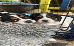 Mixed Breed dogs for sale: 1 boy 1 girl Daschund puppies - Image 5