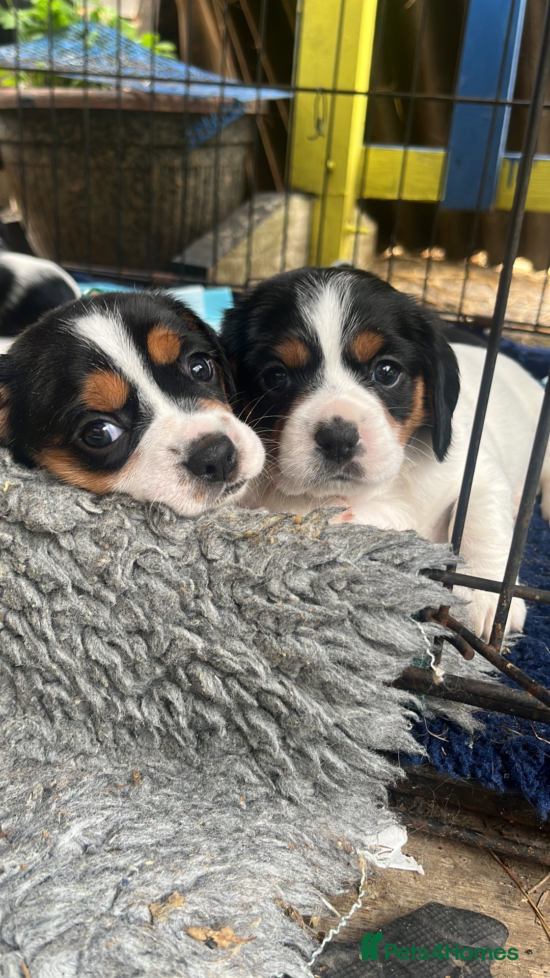 Mixed Breed dogs for sale: 1 boy 1 girl Daschund puppies - Image 5