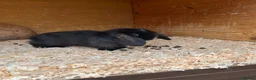 Mini Lop rabbits for sale: Beautiful mini lops ready on 22 nd September  - Advert 4