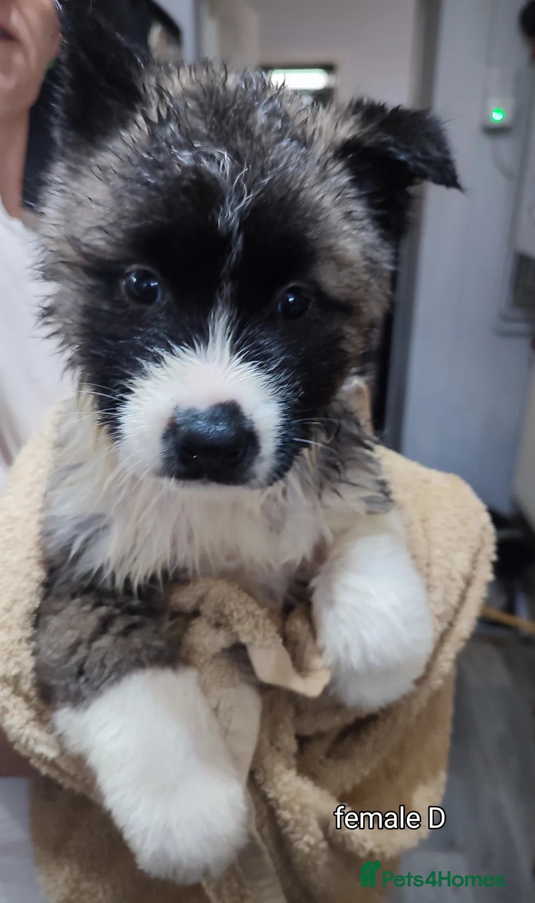 Akita dogs for sale: Akita pups. in Blackburn - Advert 1