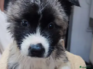 Akita dogs Akita pups. in Blackburn - Advert 17