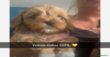 Mixed Breed dogs - Advert 5