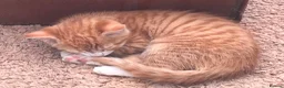 Mixed Breed cats for sale: 3 Gorgeous female kittens - Advert 5