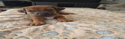 Rhodesian Ridgeback dogs for sale: KC Registered Rhodisian Ridgebacks  - Advert 13