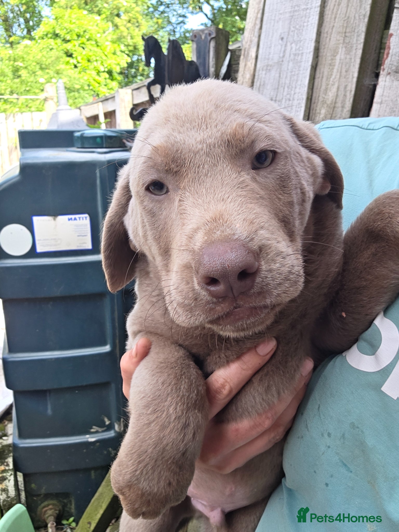 Labrador Retriever dogs Silver labradors  - Advert 15