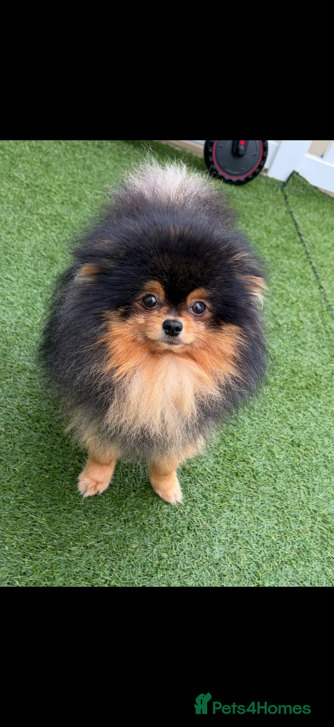 Pomeranian dogs for stud: Pomeranian for stud - Advert 4