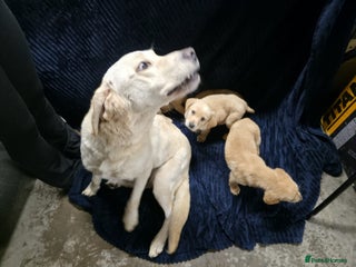 Labrador Retriever dogs - Advert 4