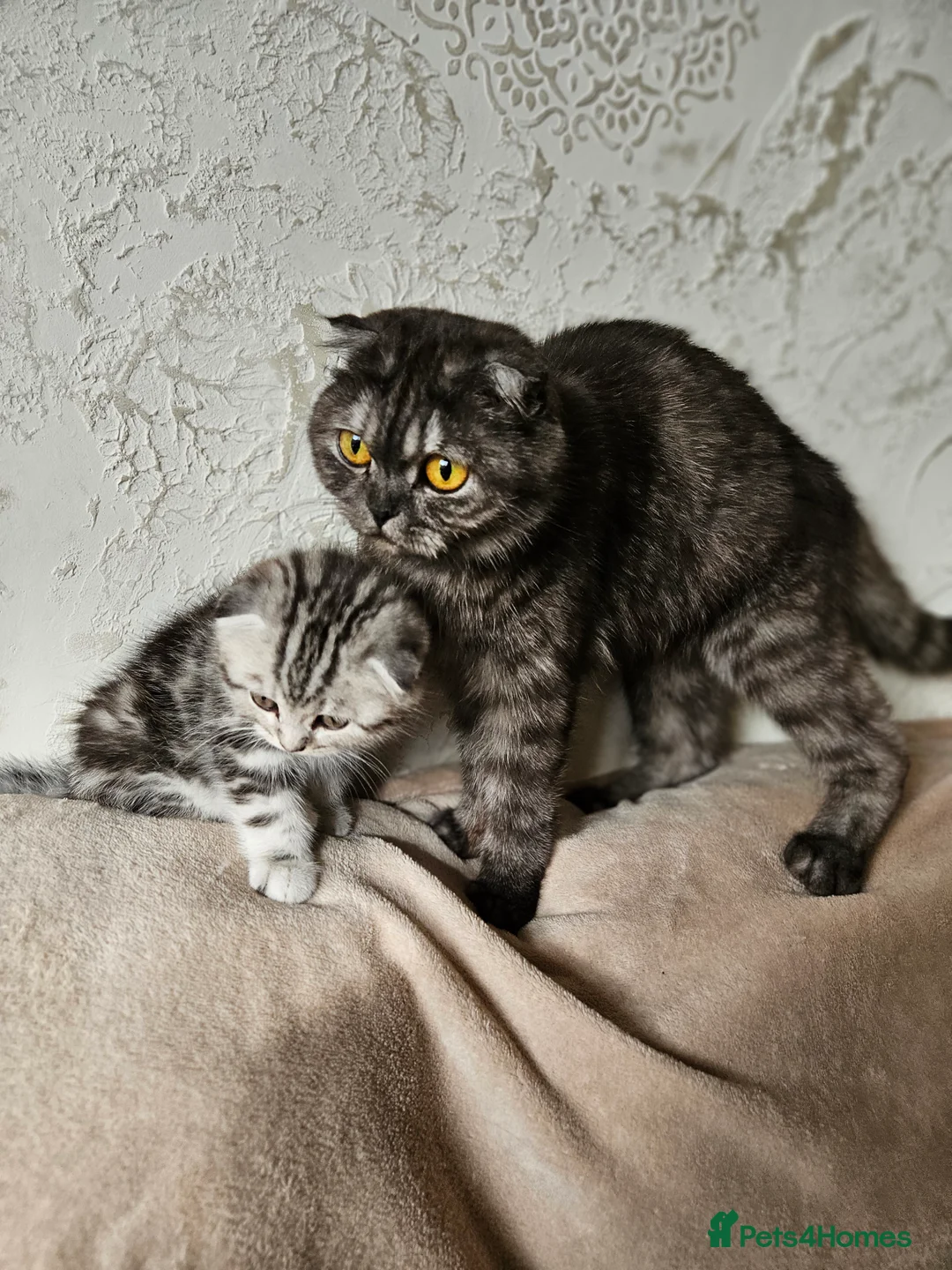 Scottish Fold cats for sale: Scotish fold beautiful kittens 😸  - Advert 3