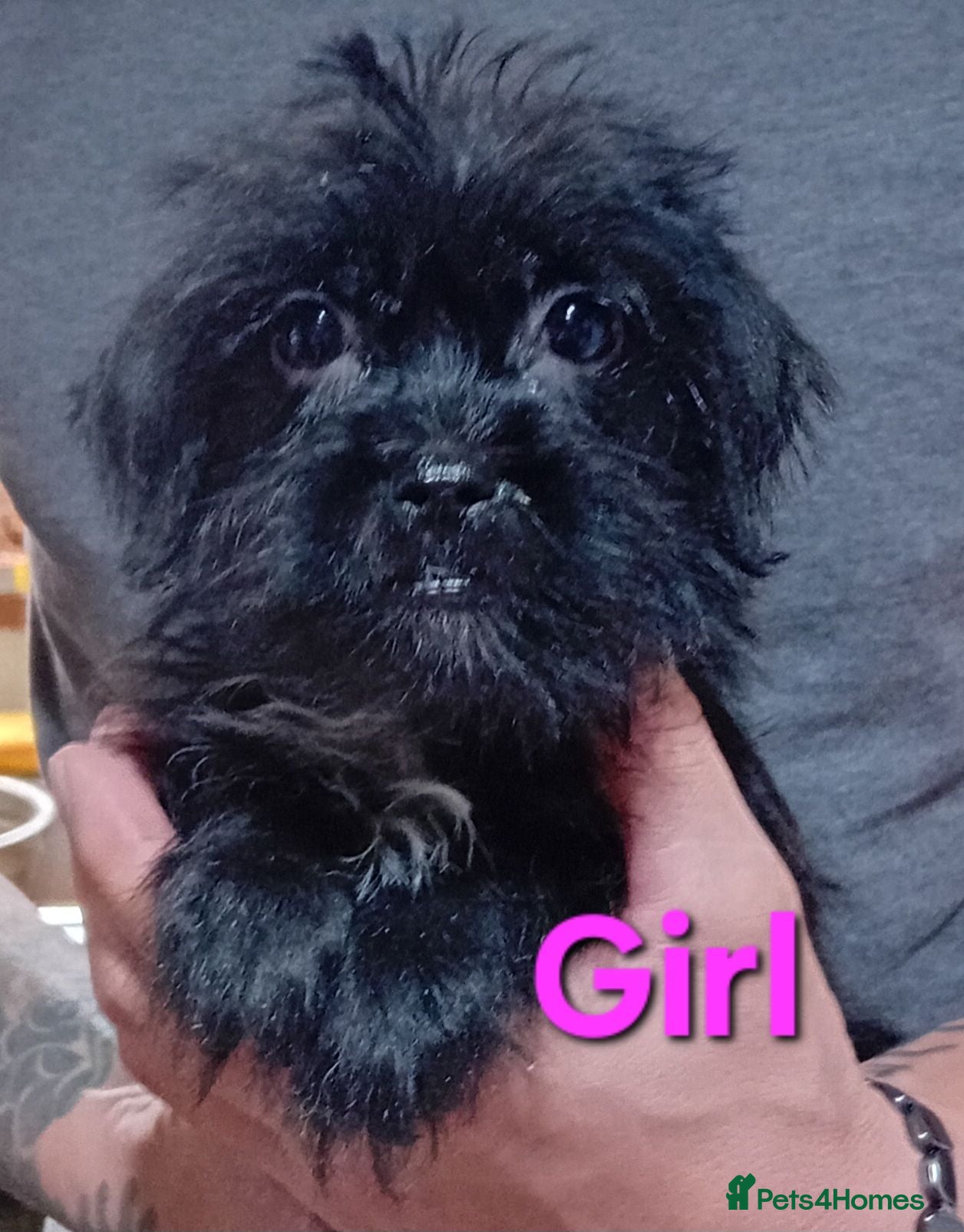 Shihpoo dogs 1 boy, 2 girls available of the Tiniest Puppies  - Advert 1