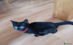 Mixed Breed cats for sale: £50 last 2 kittens - Image 6