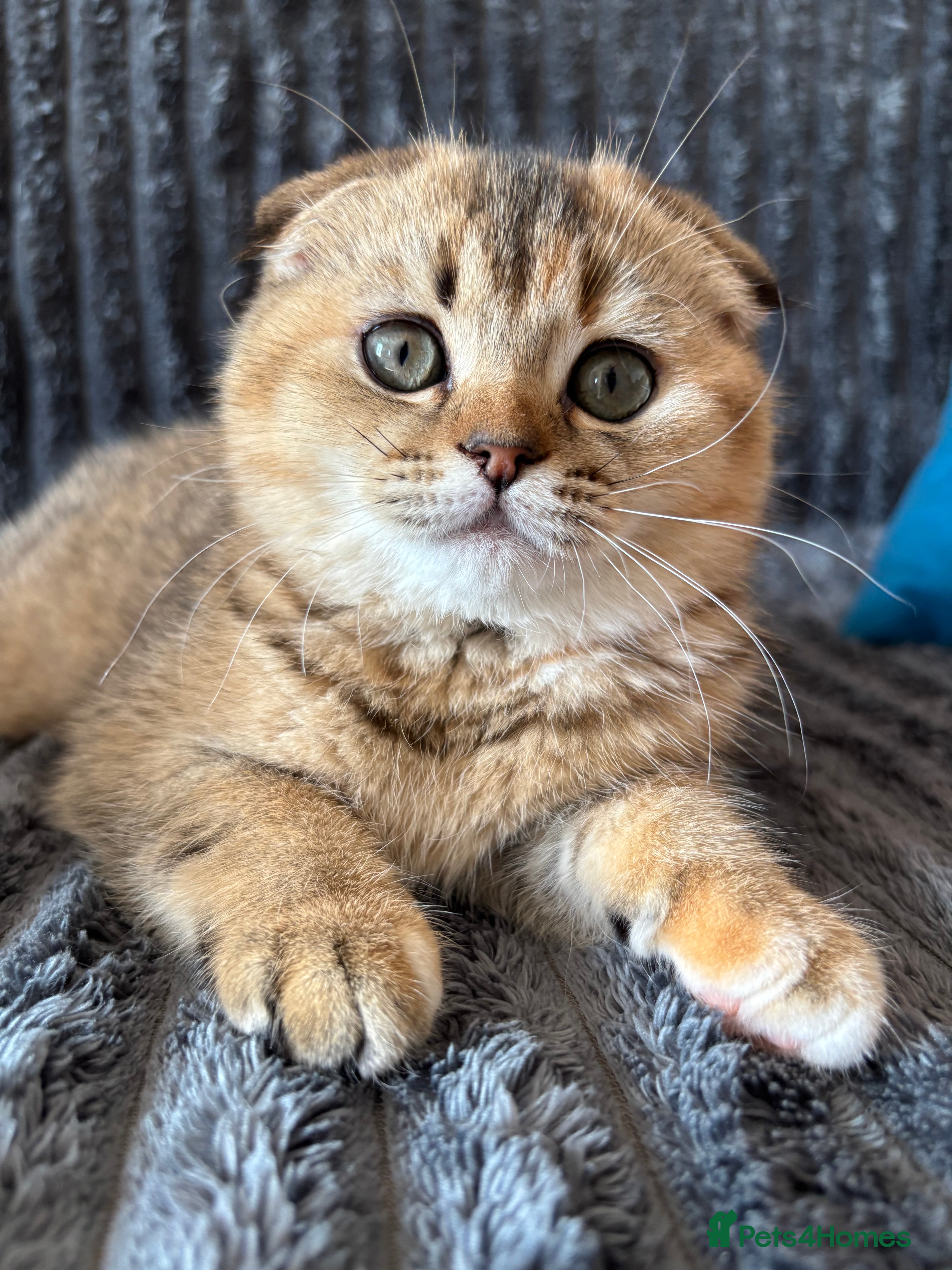 Scottish Fold cats Last Scottish Fold Golden Tabby Kitten - Advert 1